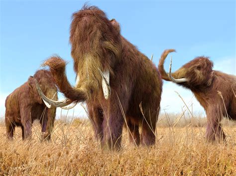 Woolly Mammoths Japanese Scientists Take ‘significant Step Towards
