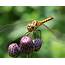Dragonfly The Environmentally Important Fairy Like Insect