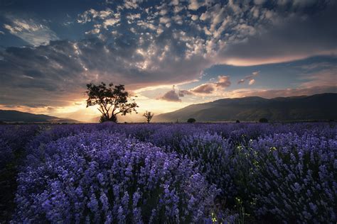 Wallpaper Sunlight Landscape Sunset Flowers Nature Sky Field