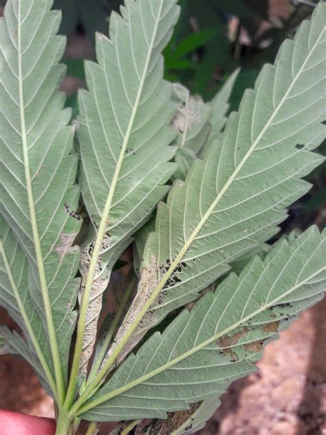 Russet Mite Damage Cannabis Cultivation Specialists