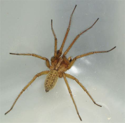 Hobo Spider Information And Latest Pictures 2013 Top Hd Animals