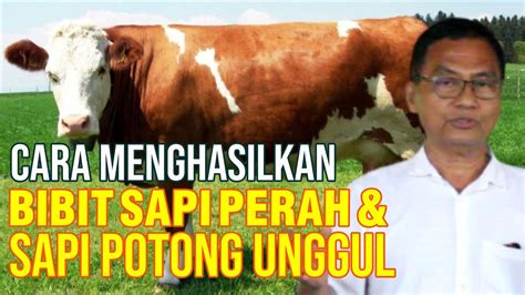 Persilangan Sapi Simmental Dengan Freisian Holstein Menghasilkan Bibit