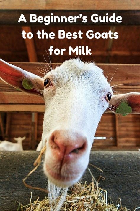 A Beginners Guide To The Best Goats For Milk Countryside Network