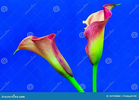Beautiful Blooming Romantic Pair Of Dual Color Calla Lilies Stock Photo