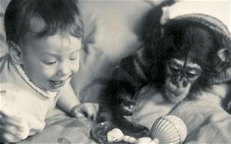 Watch Did Chimp Really Turned Into Human In Nine Month Long Experiment