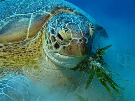 Sea Turtle Feeding Sea Turtle Facts And Information