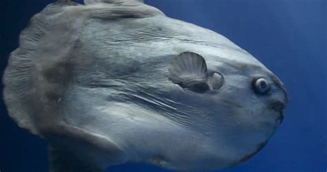 10 Fascinating Discoveries About The Majestic Ocean Sunfish