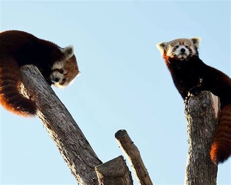 Red Panda Seneca Park Zoo