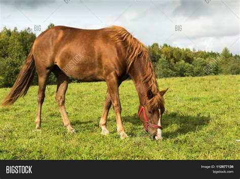 Brown Horse Grazing Image And Photo Free Trial Bigstock