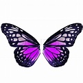 Schmetterlingsflügel | Stock Bild | Colourbox