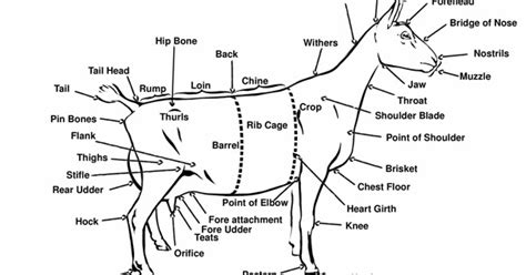 This 20 x 26 (51 x 66 cm) neurological poster illustrates spinal nerves, cranial nerves and diagrams the portion of the thoracic spinal cord with spinal nerves. Adirondack Goat Club: Evaluating your dairy kids for their ...