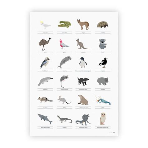 Australian Animals Poster Australian Animals Animal Posters