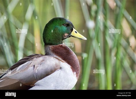 Mallard Duck Male Anas Platyrhynchos Stock Photo Alamy