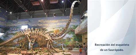 Qué Es La Paleontología Y Qué Hace Un Paleontólogo