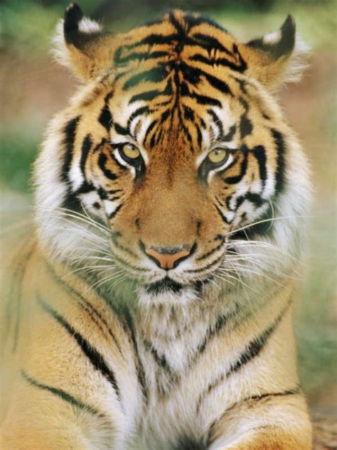 A Portrait Of A Sumatran Tiger Photographic Print By Norbert Rosing At