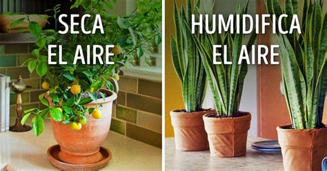 10 Plantas Para Tener Un Microclima Perfecto En Casa