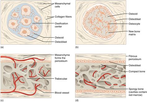 6 4 Bone Formation And Development Anatomy And Physiology