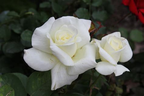 Deep White Rose Blossoms Cc0photo