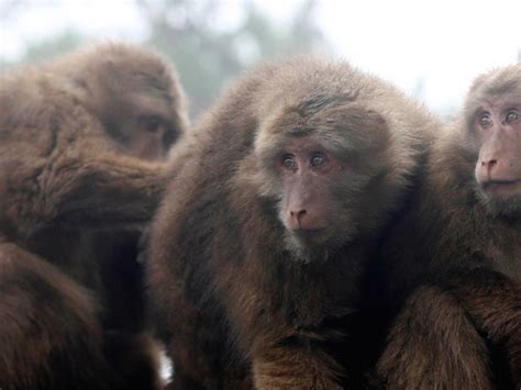 19 Lab Monkeys Escape South Carolina Compound 7news Denver