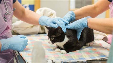 Neutering And Spaying What We Do Cats Protection