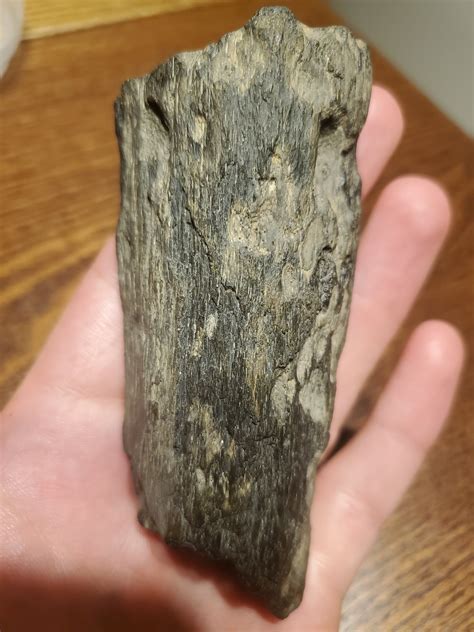 Big Piece Of Petrified Driftwood And Possible Fragment Of Pet Wood From