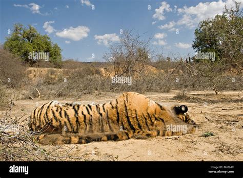 Sub Adult Wild Male Tiger Killed By Goat Herders On The Outskirts Of