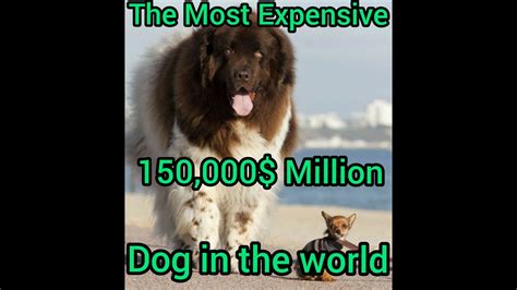 The Most Expensive Dogs In The World Youtube