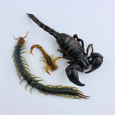 Bag Of Edible Venomous Arachnids Scorpions And Centipedes You Can Eat
