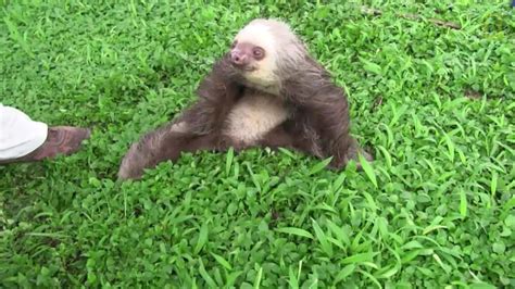 If you fail at answering these riddles, the sloth demon will attack, but again, will teach mouse after you defeat him. demon-possessed sloth (1)