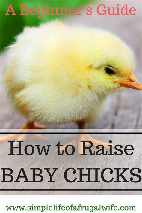 How To Look After Baby Chicks A Beginners Guide Baby Chicks