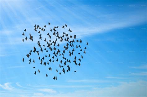 Flying Flock Of Birds Stock Photos Motion Array