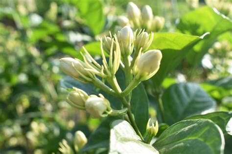Botanical Backstory Jasmine Sambac Madurai Malli The Aromatherapist