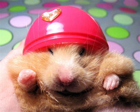 156 Adorable Hamsters That Will Cause A Cuteness Overload Bored Panda