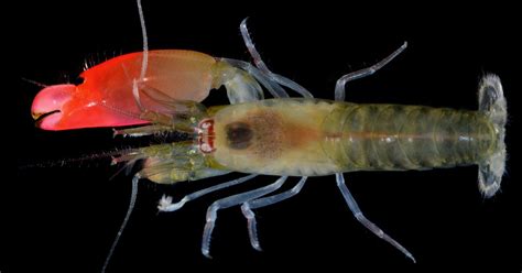 This may be an evolutionary advantage as the internal organs are possibly safer in the head region. How Powerful Is a Pistol Shrimp? A Marine Biologist Explains