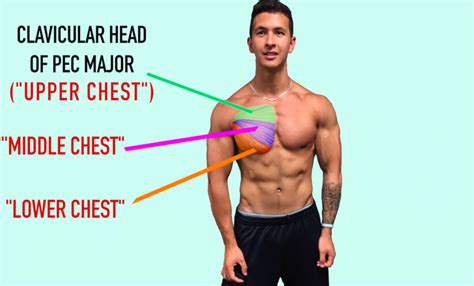 Get Chest Muscle Anatomy Workout Pics Altravoceilblog