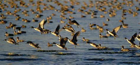 Mass Die Off Of Thousands Of Ducks In Idaho Caused By Avian Cholera