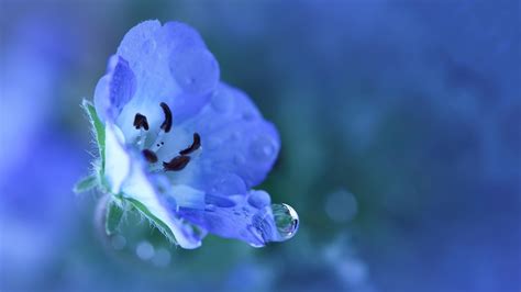 Nature Flowers Water Drops Blue Flowers Wallpapers Hd Desktop And