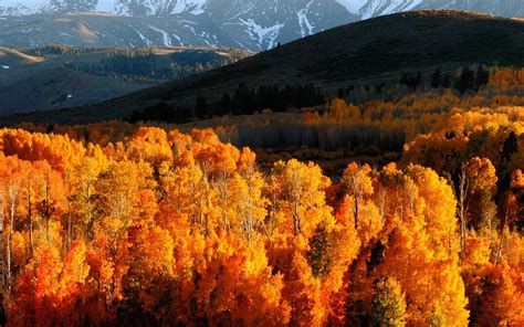 Wallpaper Autumn Trees Gold Mountains Light Hills Slopes