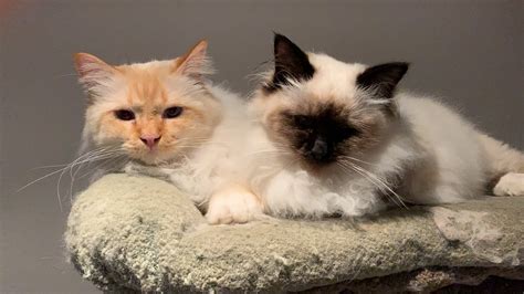 Borealis Norwegian Forest Cats And Birmans Melbourne Vic