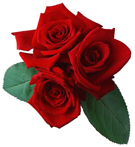 Three Red Rose Png Flower png image