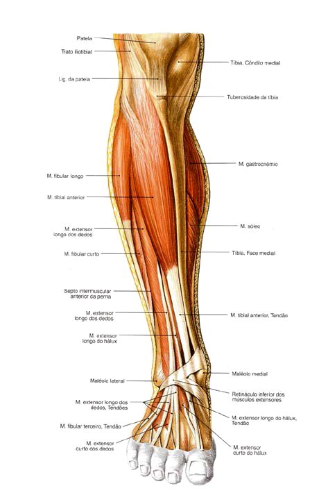 Principais músculos dos membros inferiores pt 7 Anatomia I