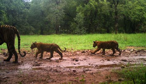 Tigress T 105 Noori Gave Birth To Three Cubs In Ranthambore National Park Latest News And Blog