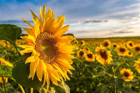 These Nova Farms Have Stunning Pick Your Own Sunflower Fields