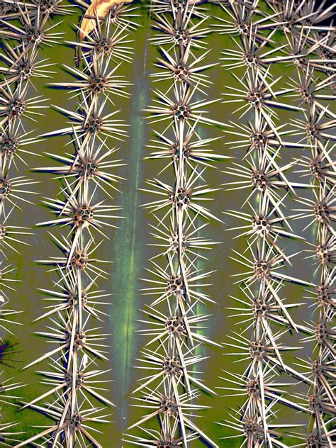 Some cactus species such as the opuntia can be a source of. Cactus Needles (by ellene000) (With images) | Cactus ...