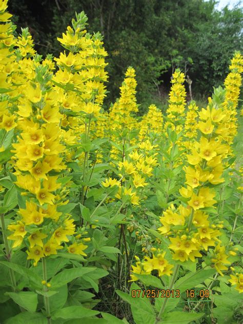 Close Up Of Tall Spiky Yellow Flower Self Seeds Every