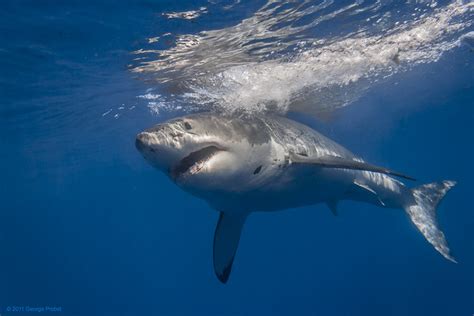 female great white shark at surface flickr photo sharing