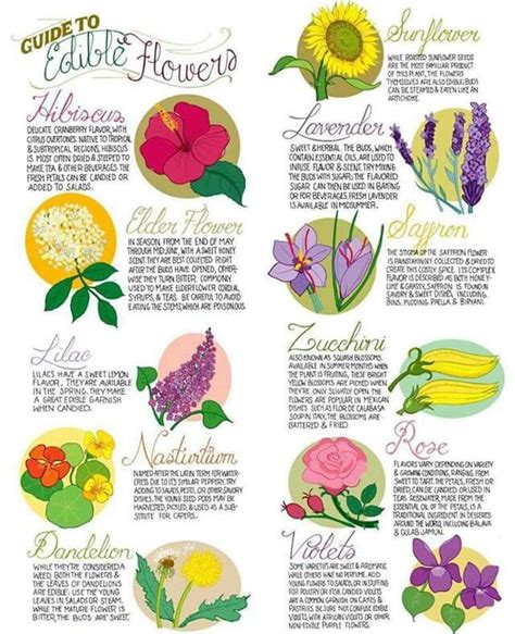 Check spelling or type a new query. Edible flowers chart | Edible flowers, Edible flower ...