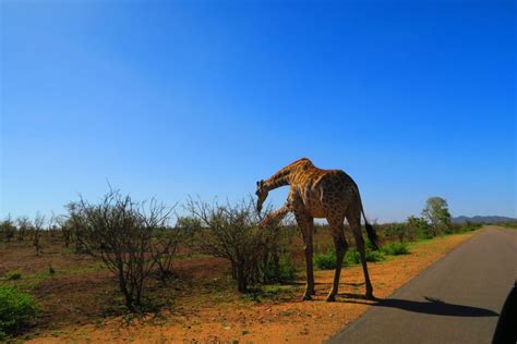 How To Do A Self Driven Safari In Kruger National Park