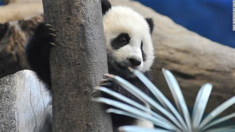 Cute Alert As Taiwans First Giant Panda Cub Goes On Show