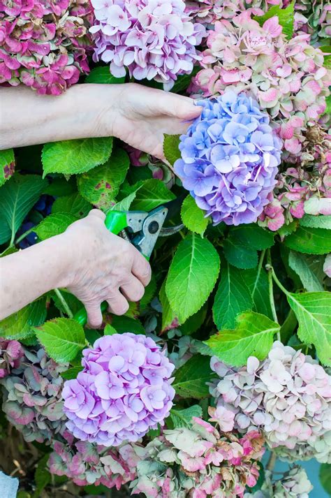 How To Dry And Preserve Hydrangea Flowers How To Preserve Flowers